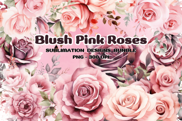 Blush Pink Roses Watercolor PNG for Graphics and Illustrations