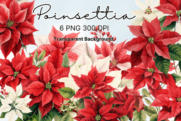 Poinsettia Christmas Flowers Clipart: Graphics & Illustrations